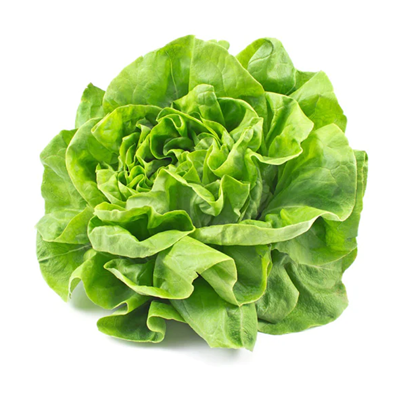 Butterhead lettuce per 500g