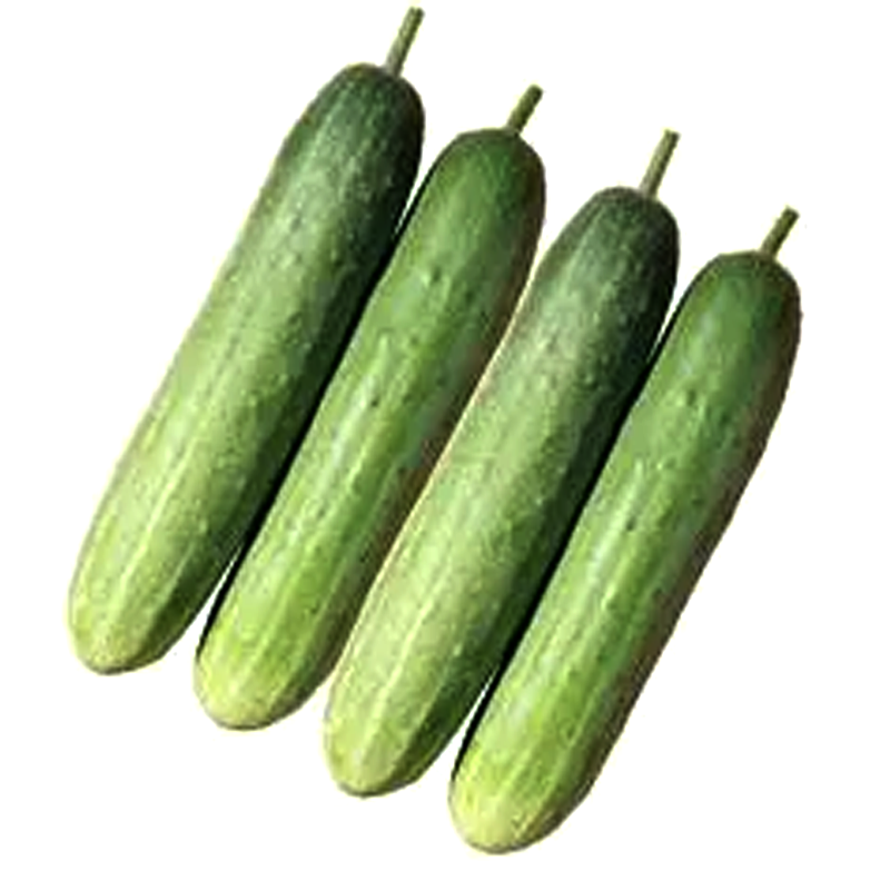A group of fresh green cucumbers on a white background.