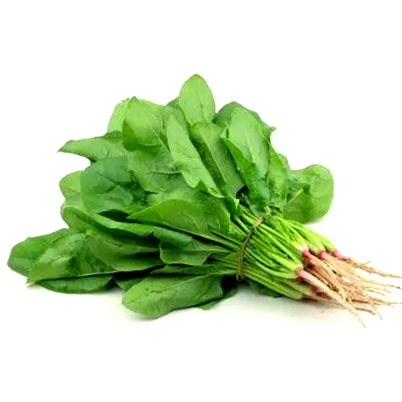 A fresh bunch of green spinach with stems, leaves, and red veins, isolated on a white background.