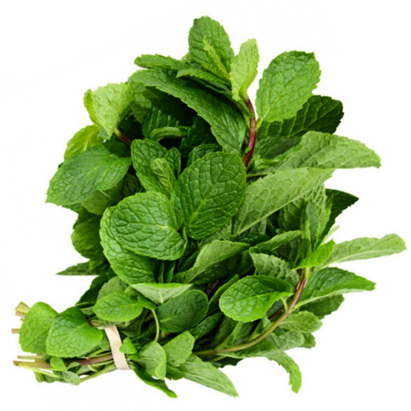 A fresh bunch of mint leaves with stems, bound by a white ribbon.