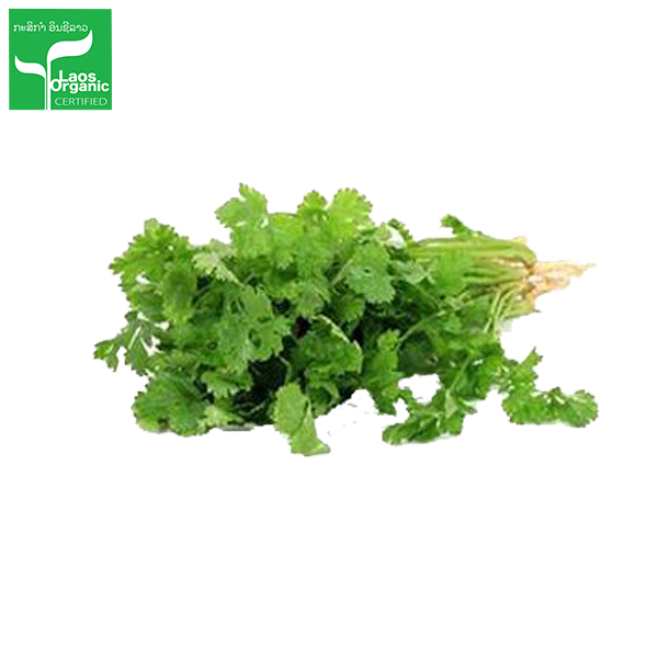 A bunch of fresh organic coriander with a green label in the top right corner indicating the product is organic.