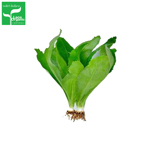 Organic Sawtooth Coriander (per bundle)