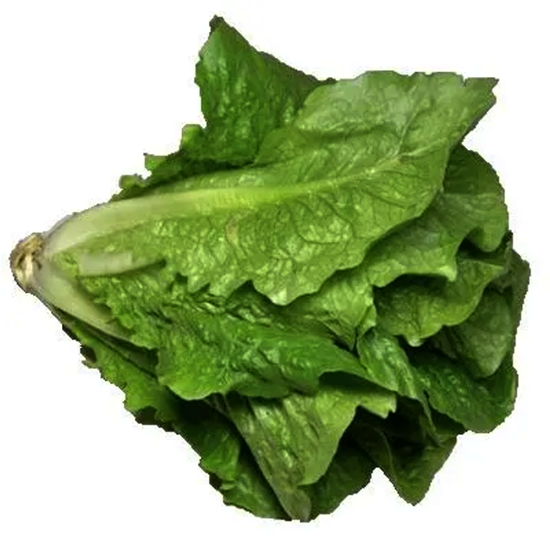 A fresh romaine lettuce with long, slender leaves.