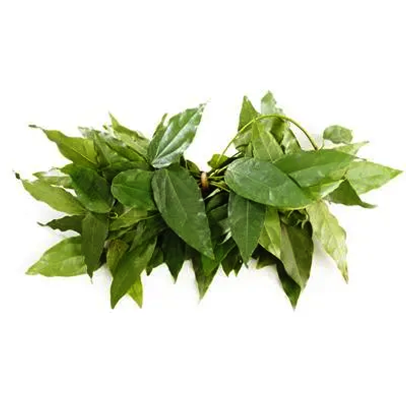 Tiliacora triandra Colebr diels per bundle