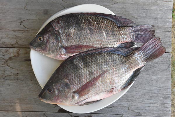 ຄຸນປະໂຫຍດຂອງປານິນ( Nile Tilapia ) ອາຫານໂປຣຕີນສູງ
