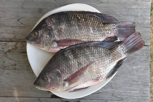 ຄຸນປະໂຫຍດຂອງປານິນ( Nile Tilapia ) ອາຫານໂປຣຕີນສູງ