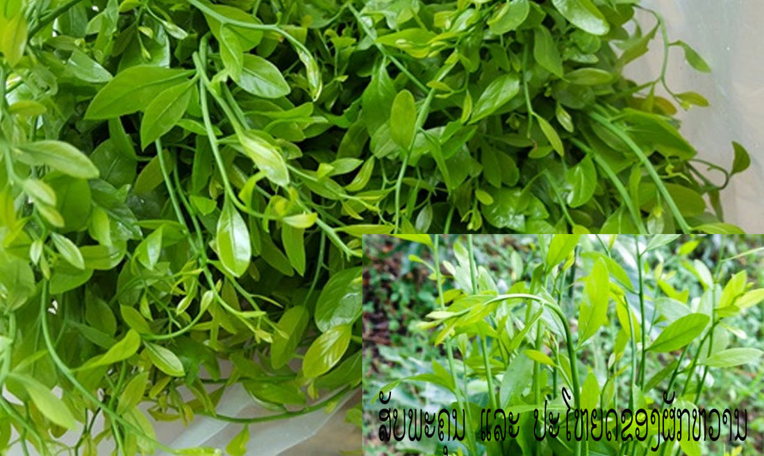 ສັບພະຄຸນ ແລະ ປະໂຫຍດຂອງຜັກຫວານ