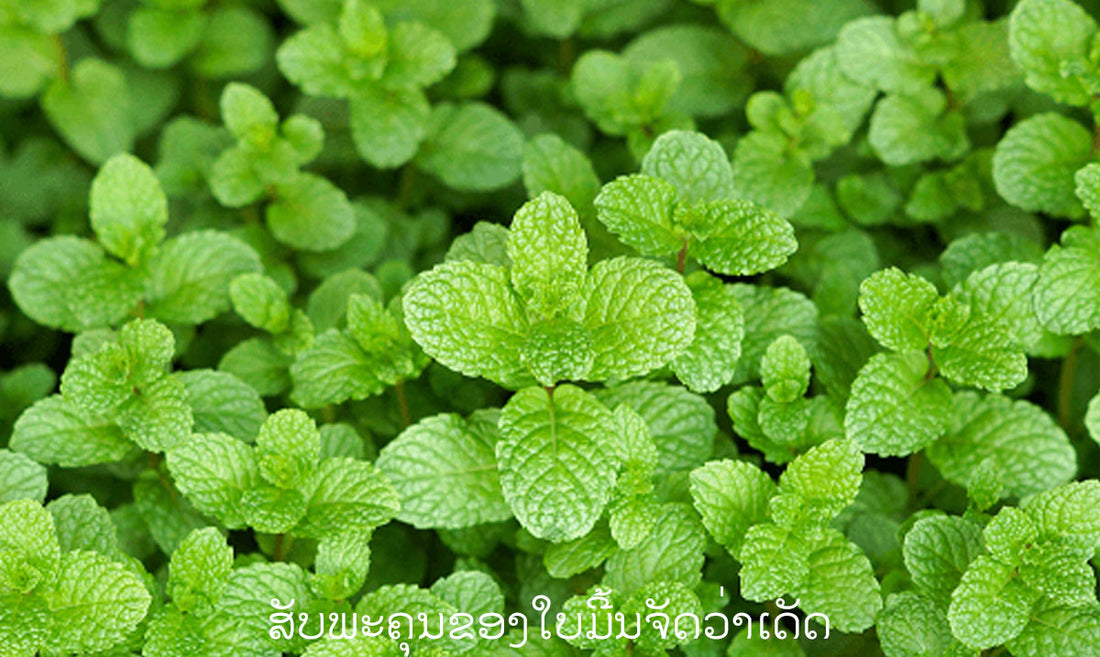 ສັບພະຄຸນຂອງໃບມີ້ນຈັດວ່າເດັດ