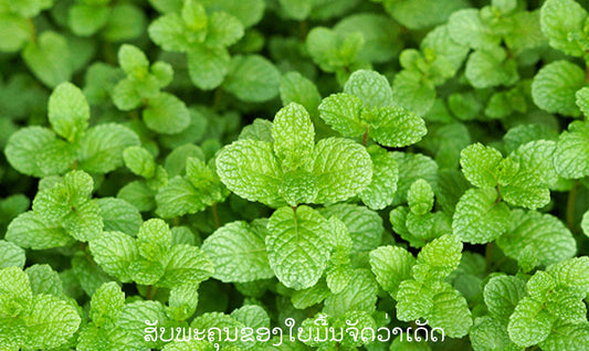 ສັບພະຄຸນຂອງໃບມີ້ນຈັດວ່າເດັດ