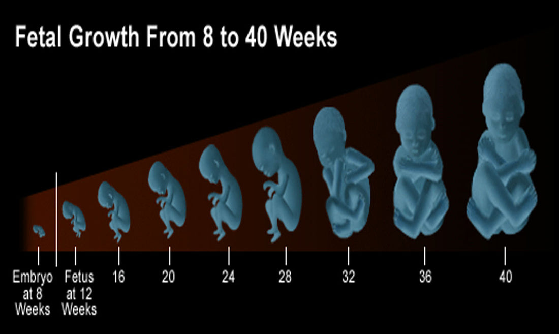ພັດທະນາການຂອງເດັກໃນທ້ອງ 1-9 ເດືອນ ( 40 ອາທິດ )