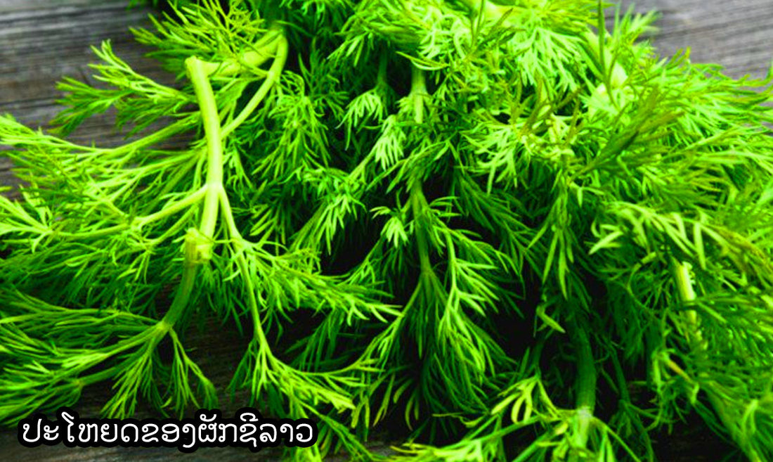 ປະໂຫຍດຂອງຜັກຊີລາວ