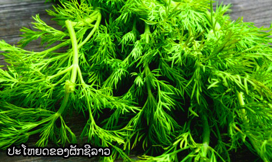 ປະໂຫຍດຂອງຜັກຊີລາວ