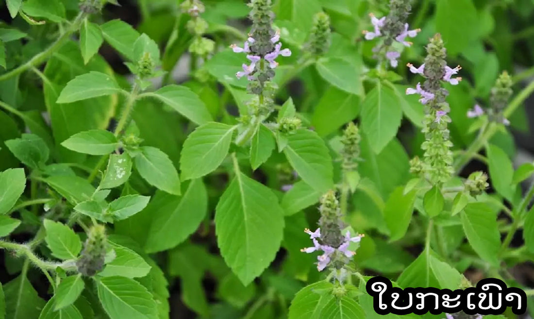 ໃບກະເພົາມີດີກວ່າເອົາມາພັດປະໂຫຍດຫຼາຍກວ່າເຂ່ຍຖື້ມ