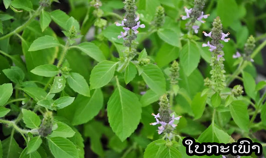 ໃບກະເພົາມີດີກວ່າເອົາມາພັດປະໂຫຍດຫຼາຍກວ່າເຂ່ຍຖື້ມ