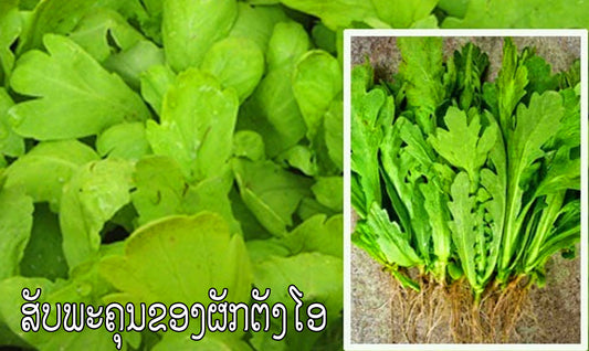 ສັບພະຄຸນຂອງຜັກຕັງໂອ