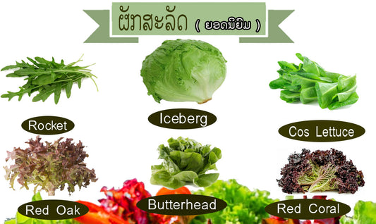 ຜັກສະລັດຍອດນິຍົມ