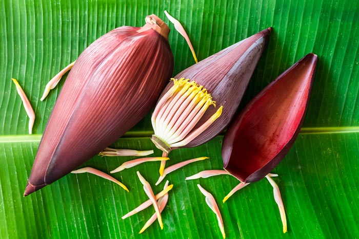 7 ຄຸນປະໂຫຍດຂອງໝາກປີ( Banana Blossom )  ເທຣນນີ້ກຳລັງມາແຮງ ກິນແທນເນື້ອສັດ ແຄຣໍລີຕ່່ຳ
