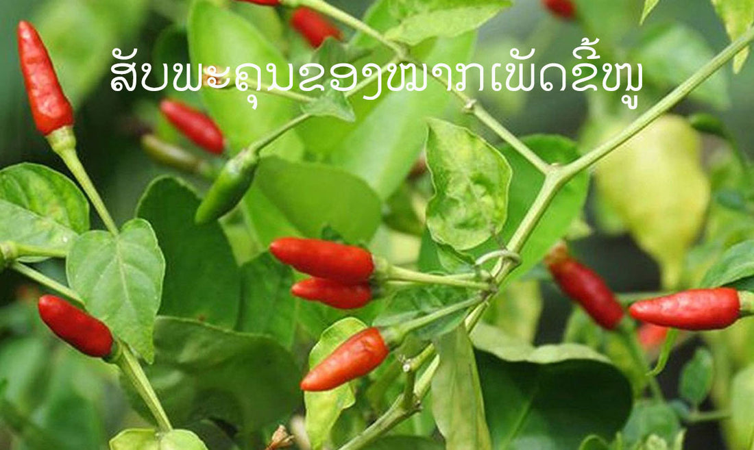 ສັບພະຄຸນຂອງໝາກເພັດຂີ້ໜູ