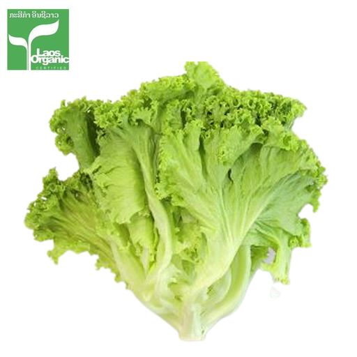 Organic Lettuce 0.5kg