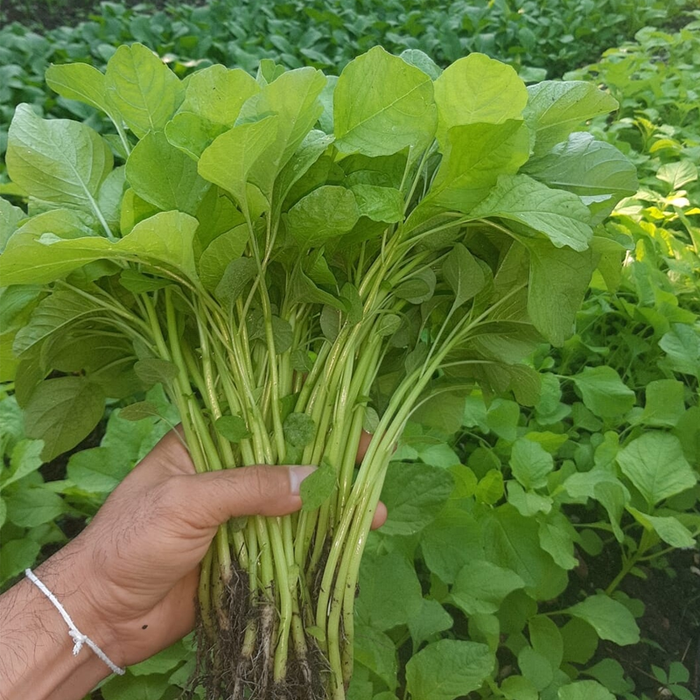 Lao Spinach 500g