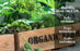 Organic Amaranthus per 500g