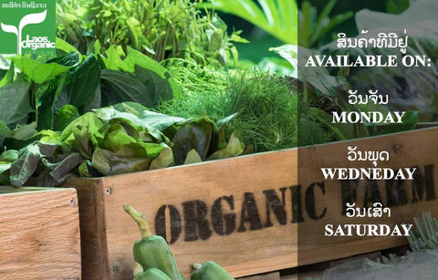 Organic Galanga Root per 500g