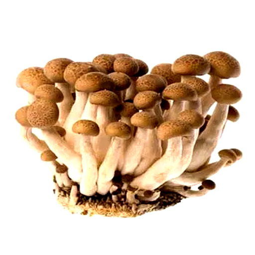 Brown Shimeji Mushroom per 100g pack