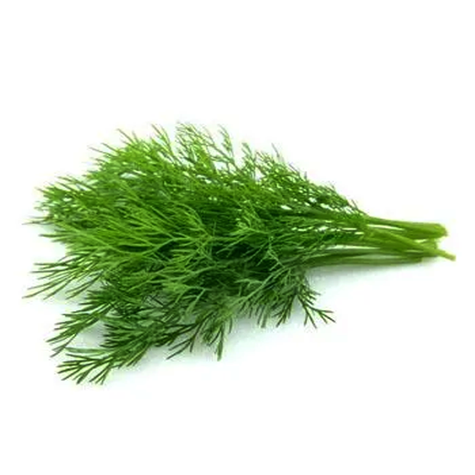 A fresh bunch of dill leaves on a white background.
