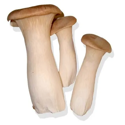Three fresh eringi mushrooms, also known as king oyster mushrooms, displayed on a white background.