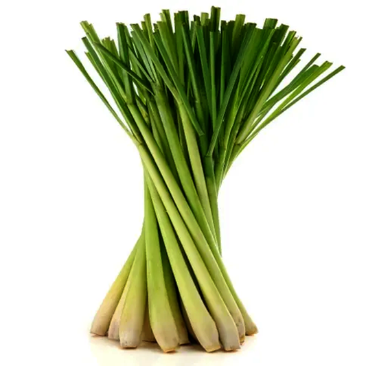 Fresh bundle of lemongrass stalks tied together, showcasing long green leaves and thick pale stems, ideal for cooking and herbal use.