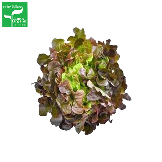 Organic Red Oak Salad 0.5kg