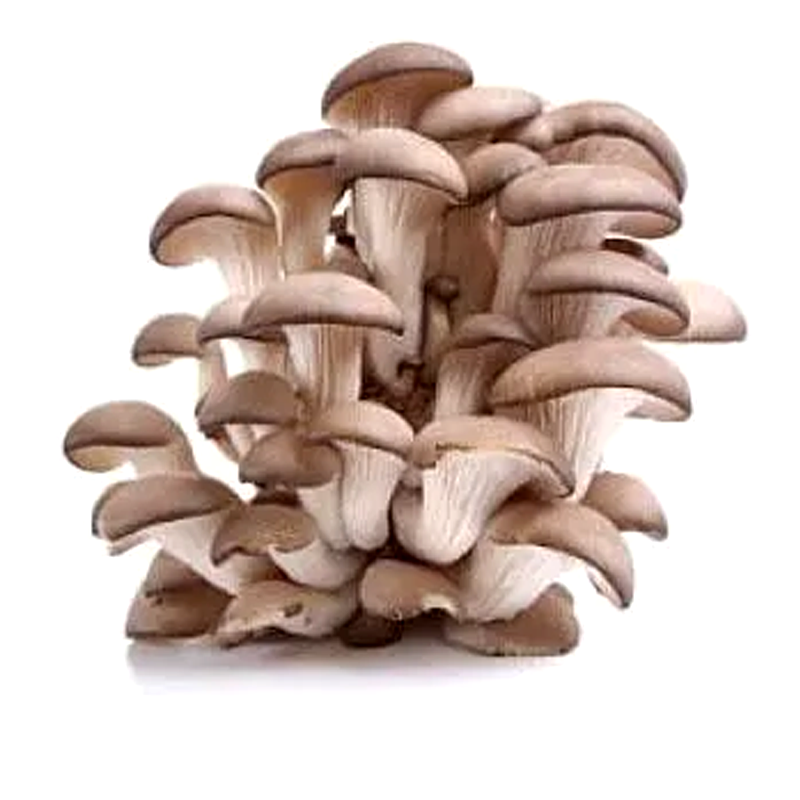 Fresh Oyster Mushroom 0.5kg