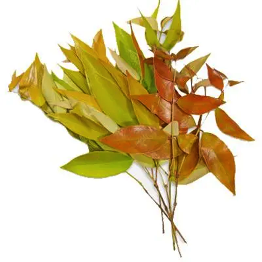Syzygium Gratum per bundle