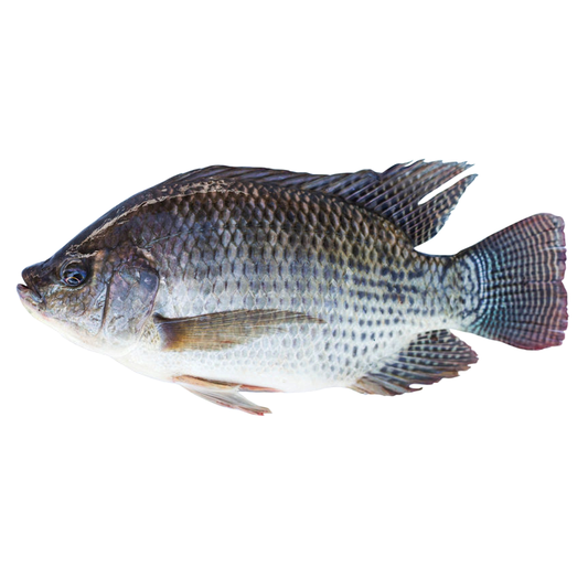 Tilapia 1kg++ Price Per kg